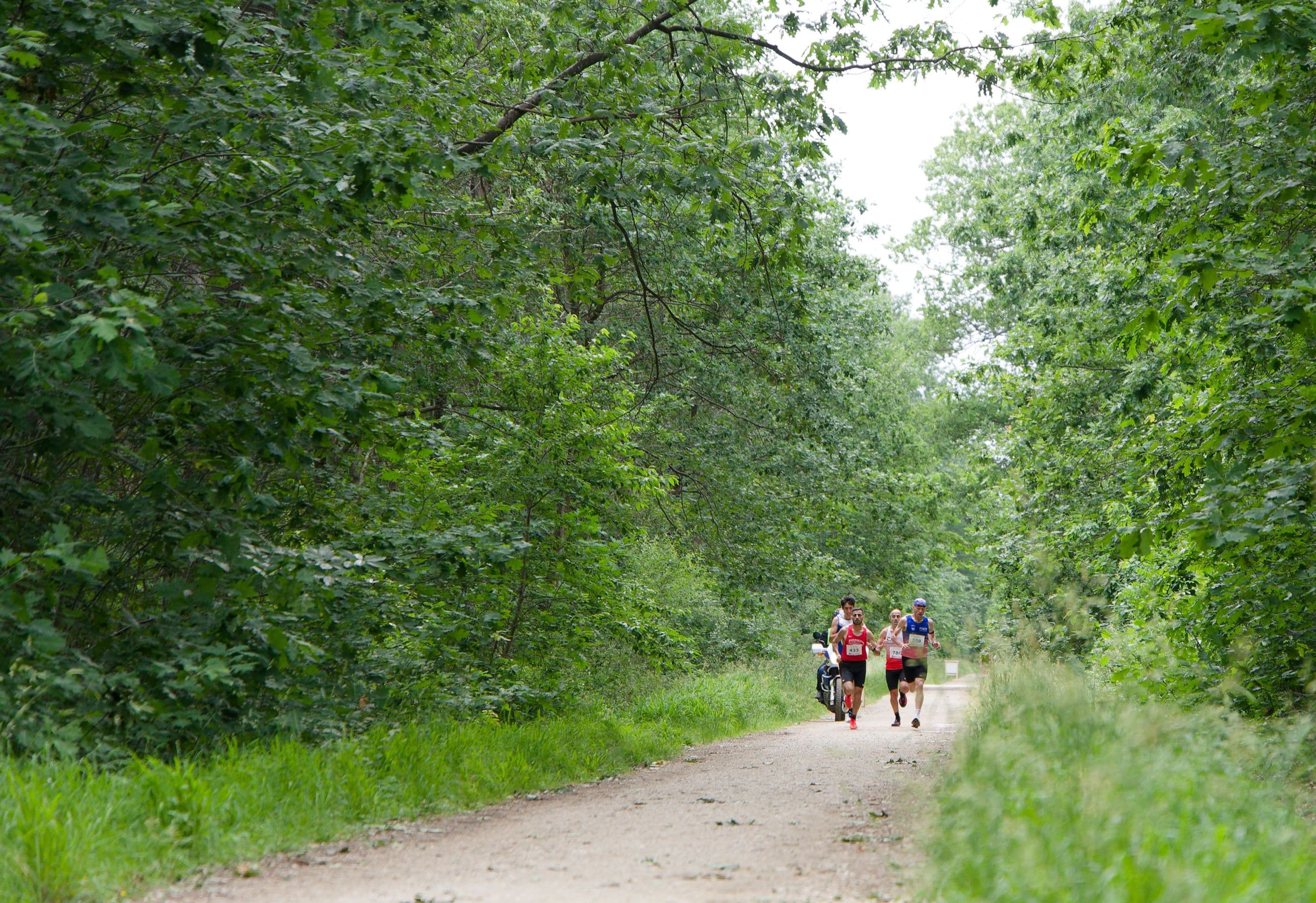Cyclistes sur un chemin forestier, avant retouche